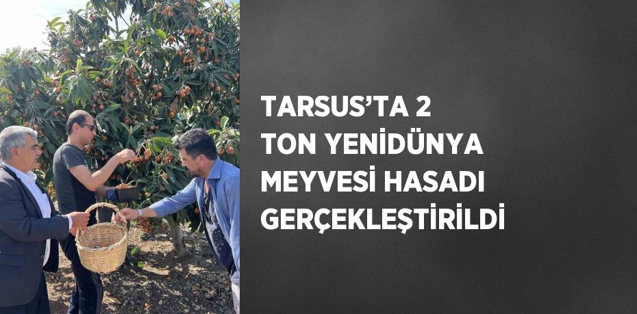 TARSUS’TA 2 TON YENİDÜNYA MEYVESİ HASADI GERÇEKLEŞTİRİLDİ