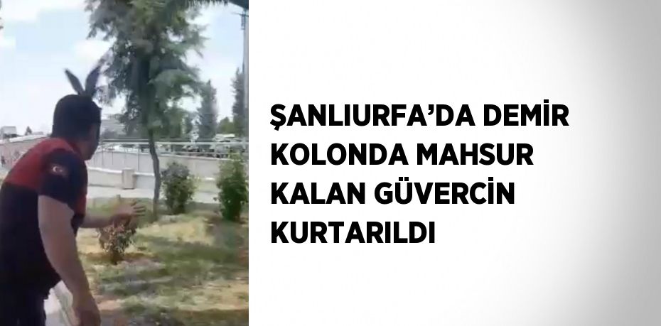 ŞANLIURFA’DA DEMİR KOLONDA MAHSUR KALAN GÜVERCİN KURTARILDI