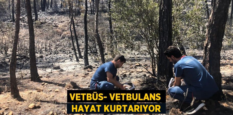 VETBÜS- VETBULANS  HAYAT KURTARIYOR