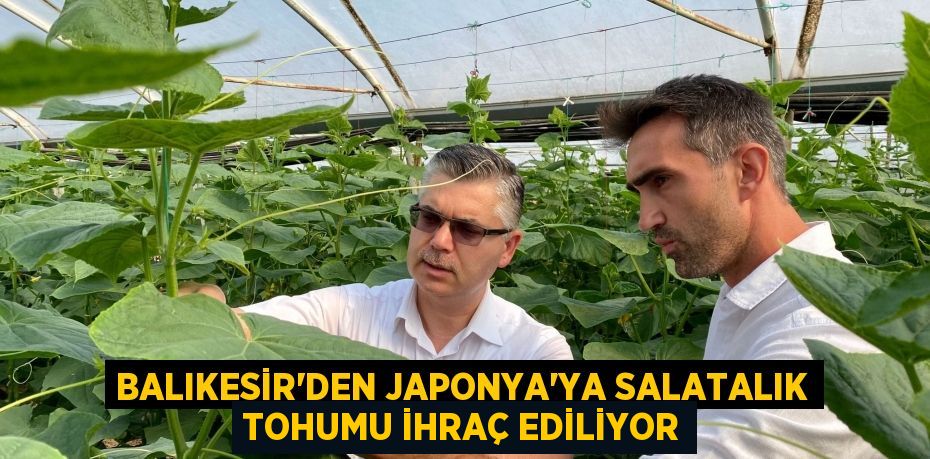 Balıkesir’den Japonya’ya Salatalık Tohumu İhraç Ediliyor