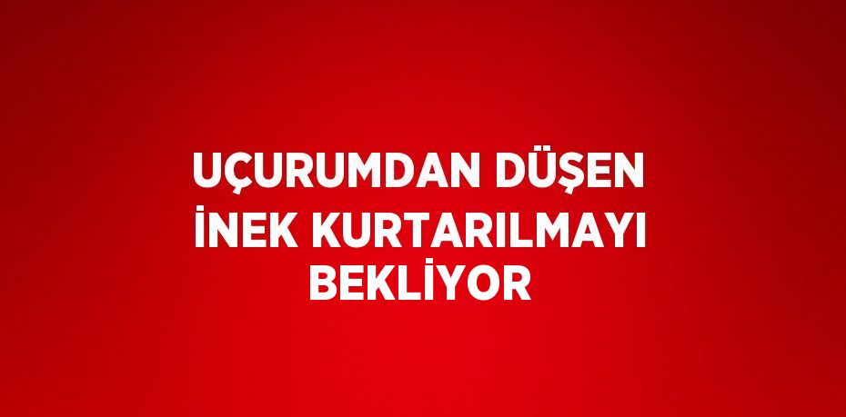 UÇURUMDAN DÜŞEN İNEK KURTARILMAYI BEKLİYOR