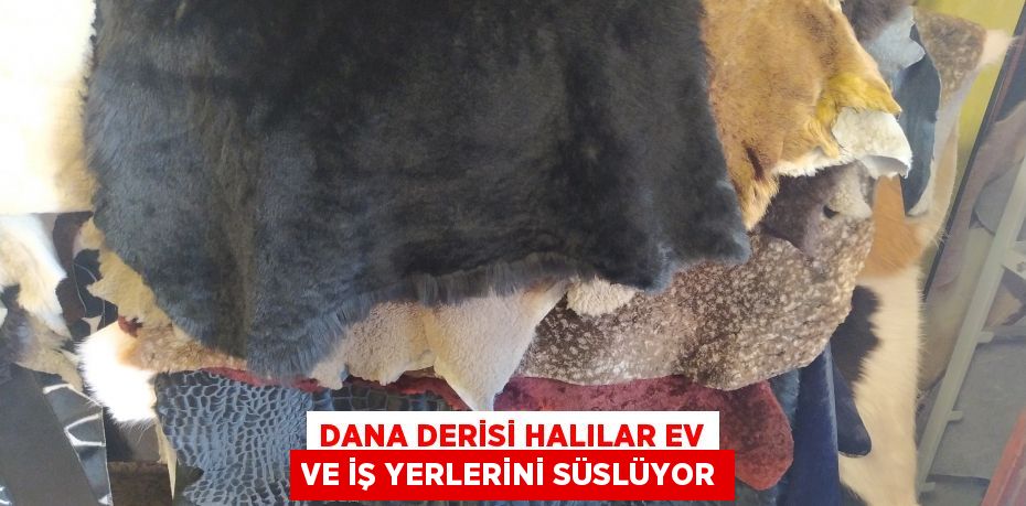 Dana derisi halılar ev ve iş yerlerini süslüyor