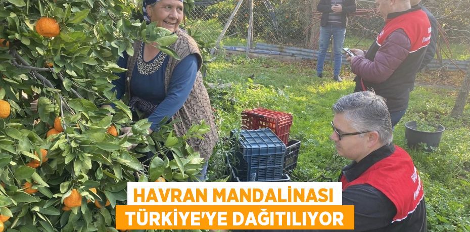 HAVRAN MANDALİNASI  TÜRKİYE’YE DAĞITILIYOR