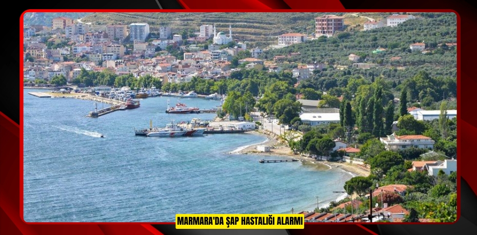 Marmara'da şap hastalığı alarmı