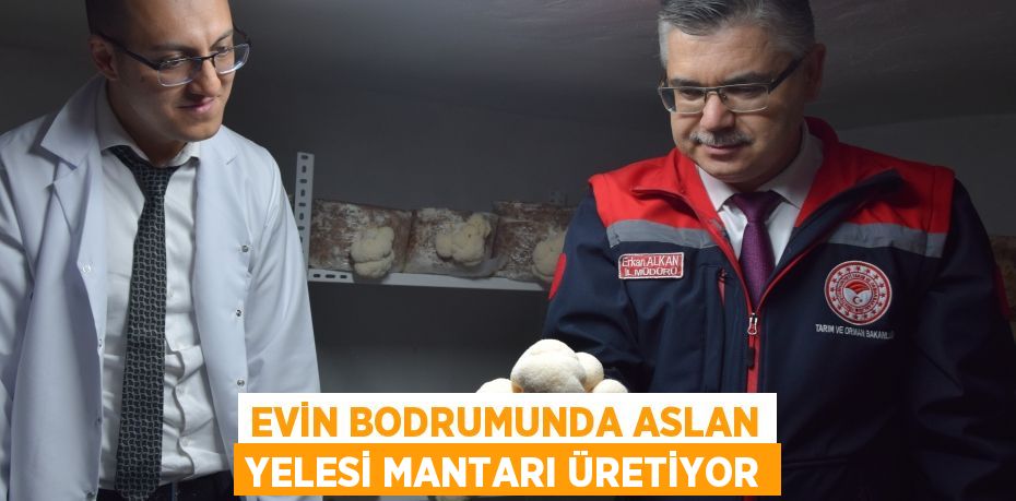 Evin bodrumunda aslan yelesi mantarı üretiyor