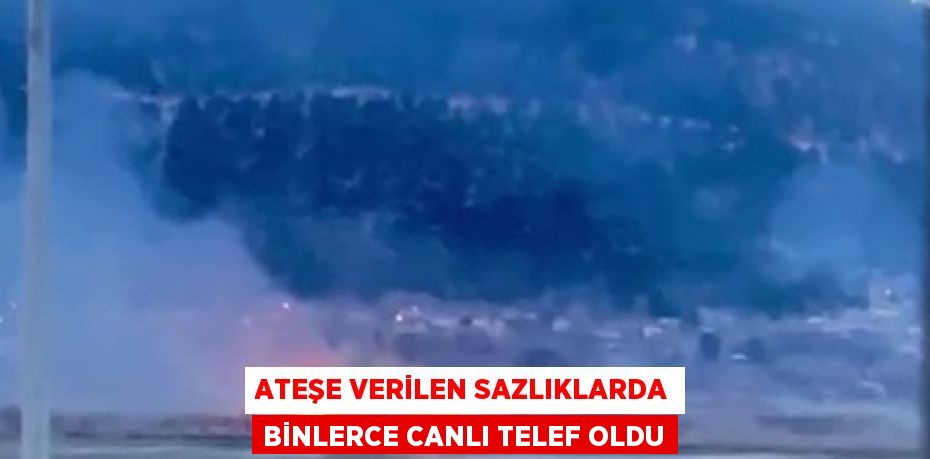 ATEŞE VERİLEN SAZLIKLARDA BİNLERCE CANLI TELEF OLDU