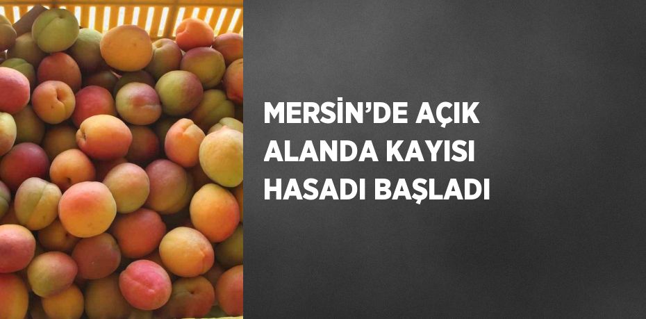 MERSİN’DE AÇIK ALANDA KAYISI HASADI BAŞLADI