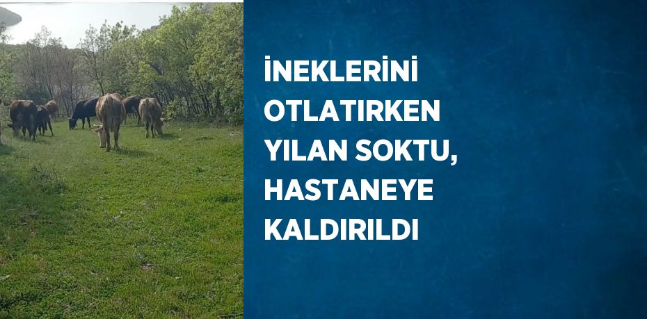 İNEKLERİNİ OTLATIRKEN YILAN SOKTU, HASTANEYE KALDIRILDI