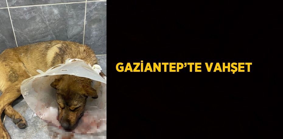 GAZİANTEP’TE VAHŞET