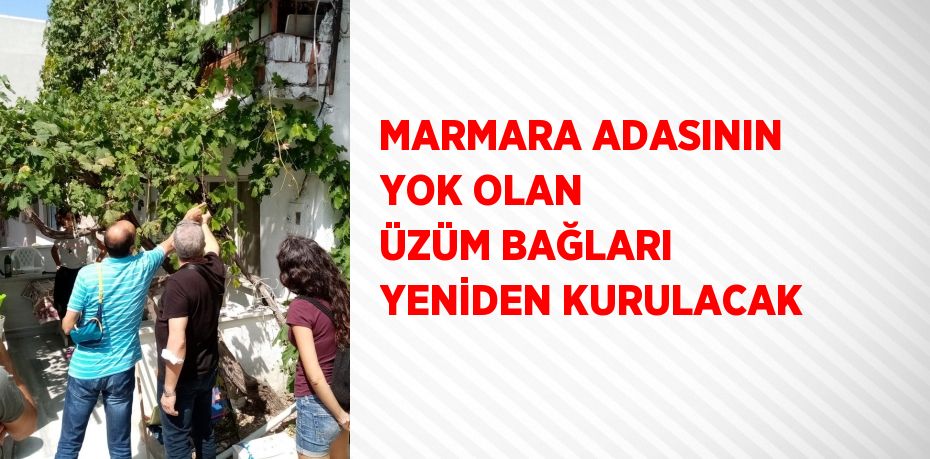 MARMARA ADASININ YOK OLAN ÜZÜM BAĞLARI YENİDEN KURULACAK