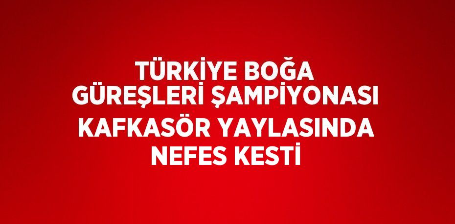 TÜRKİYE BOĞA GÜREŞLERİ ŞAMPİYONASI KAFKASÖR YAYLASINDA NEFES KESTİ