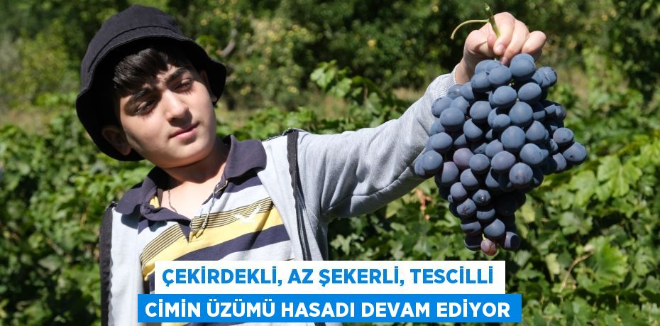 Çekirdekli, az şekerli, tescilli Cimin üzümü hasadı devam ediyor