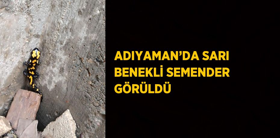 ADIYAMAN’DA SARI BENEKLİ SEMENDER GÖRÜLDÜ