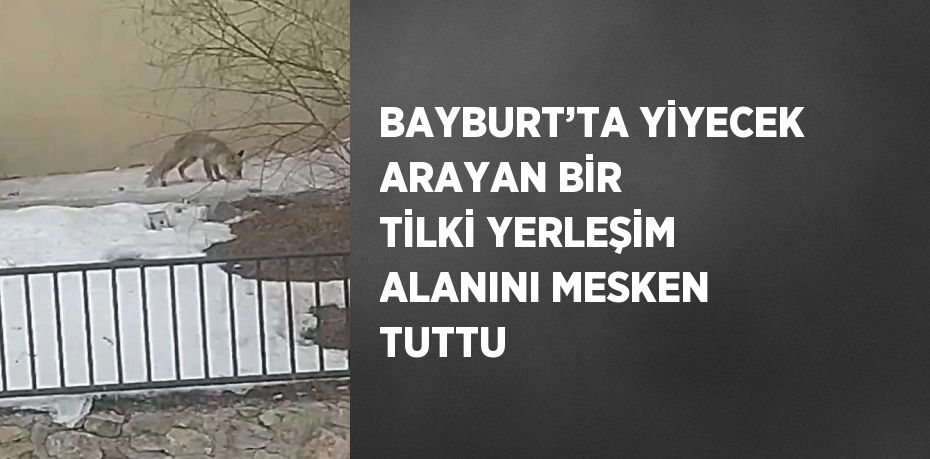 BAYBURT’TA YİYECEK ARAYAN BİR TİLKİ YERLEŞİM ALANINI MESKEN TUTTU