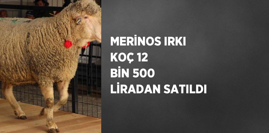 MERİNOS IRKI KOÇ 12 BİN 500 LİRADAN SATILDI