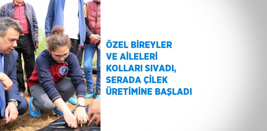 ÖZEL BİREYLER VE AİLELERİ KOLLARI SIVADI, SERADA ÇİLEK ÜRETİMİNE BAŞLADI