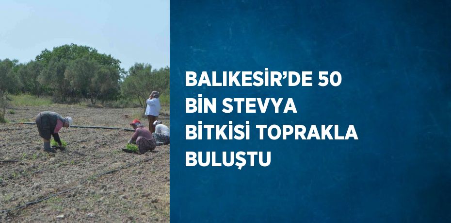 BALIKESİR’DE 50 BİN STEVYA BİTKİSİ TOPRAKLA BULUŞTU