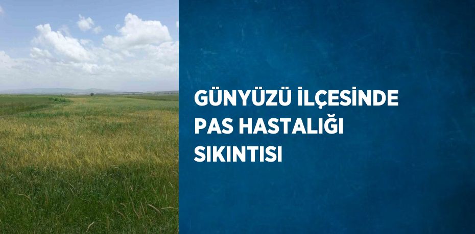 GÜNYÜZÜ İLÇESİNDE PAS HASTALIĞI SIKINTISI