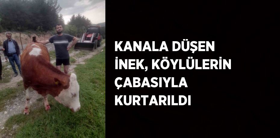 KANALA DÜŞEN İNEK, KÖYLÜLERİN ÇABASIYLA KURTARILDI