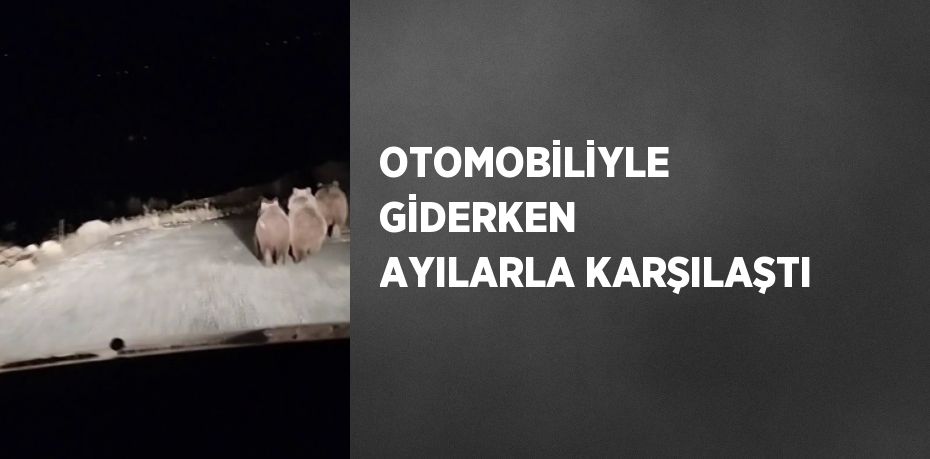 OTOMOBİLİYLE GİDERKEN AYILARLA KARŞILAŞTI