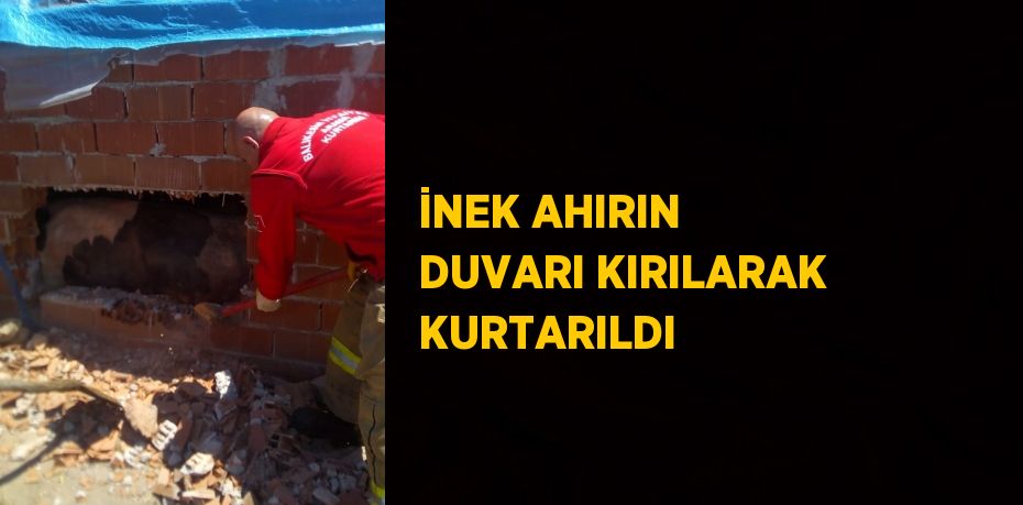 İNEK AHIRIN DUVARI KIRILARAK KURTARILDI