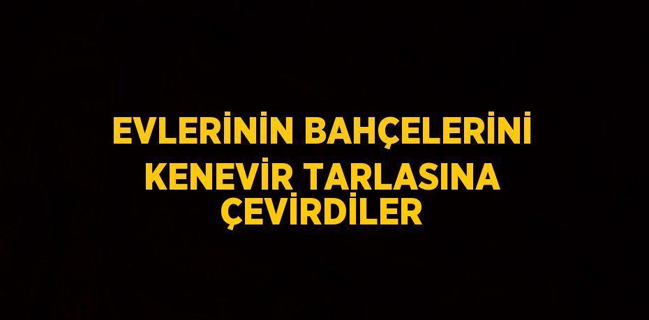 EVLERİNİN BAHÇELERİNİ KENEVİR TARLASINA ÇEVİRDİLER