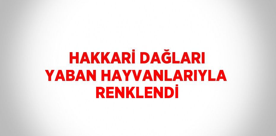 HAKKARİ DAĞLARI YABAN HAYVANLARIYLA RENKLENDİ