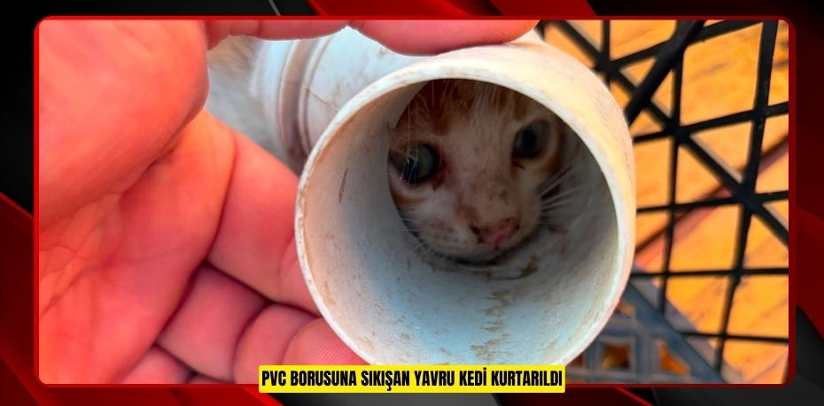 PVC borusuna sıkışan yavru kedi kurtarıldı