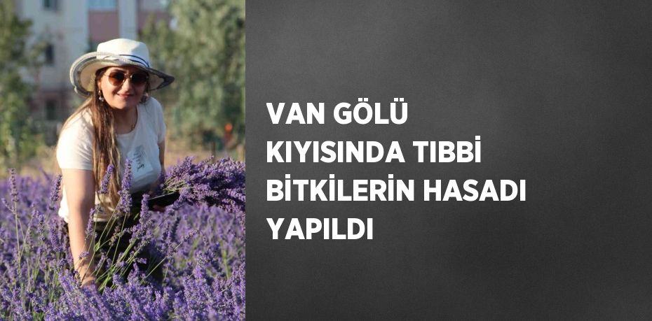 VAN GÖLÜ KIYISINDA TIBBİ BİTKİLERİN HASADI YAPILDI