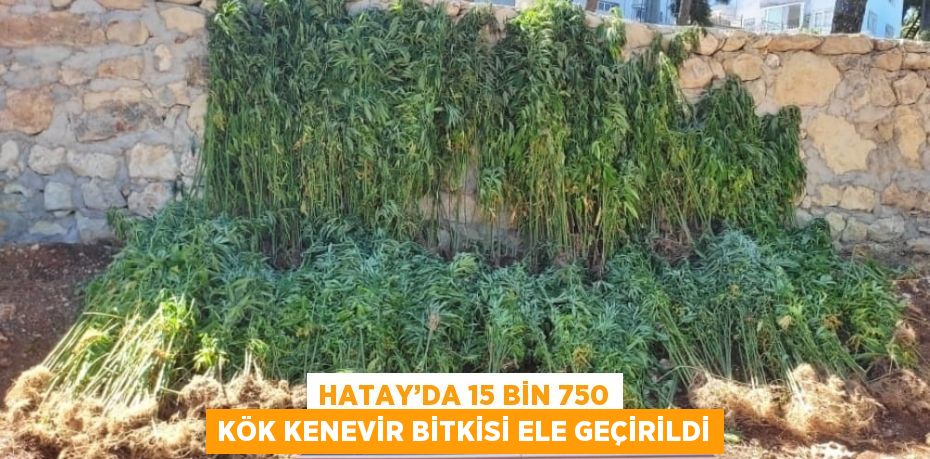 HATAY’DA 15 BİN 750 KÖK KENEVİR BİTKİSİ ELE GEÇİRİLDİ