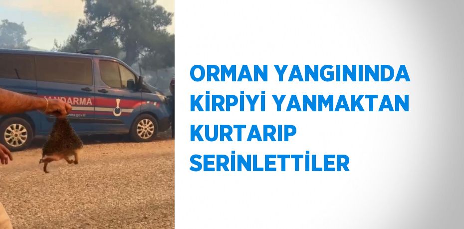 ORMAN YANGININDA KİRPİYİ YANMAKTAN KURTARIP SERİNLETTİLER