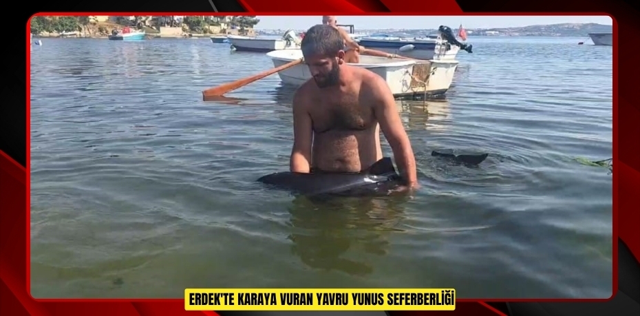 Erdek'te karaya vuran yavru yunus seferberliği  