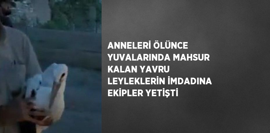 ANNELERİ ÖLÜNCE YUVALARINDA MAHSUR KALAN YAVRU LEYLEKLERİN İMDADINA EKİPLER YETİŞTİ