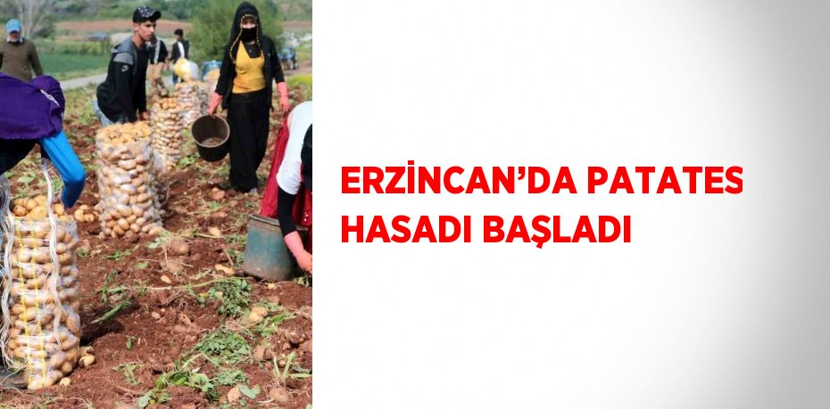 ERZİNCAN’DA PATATES HASADI BAŞLADI