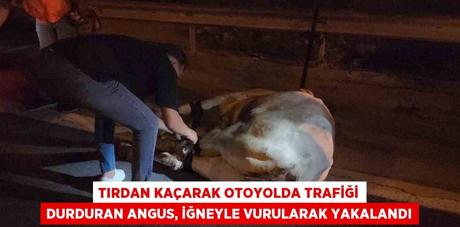 TIRDAN KAÇARAK OTOYOLDA TRAFİĞİ DURDURAN ANGUS, İĞNEYLE VURULARAK YAKALANDI