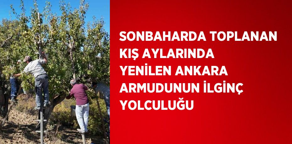 SONBAHARDA TOPLANAN KIŞ AYLARINDA YENİLEN ANKARA ARMUDUNUN İLGİNÇ YOLCULUĞU