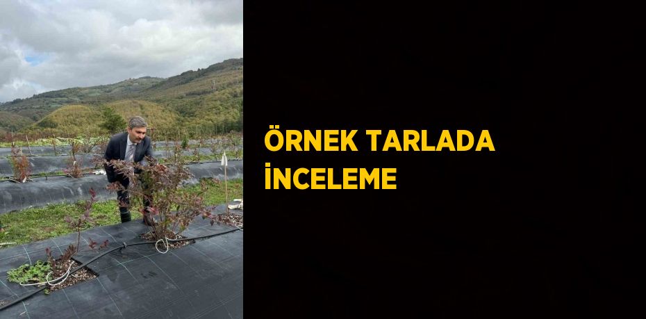 ÖRNEK TARLADA İNCELEME