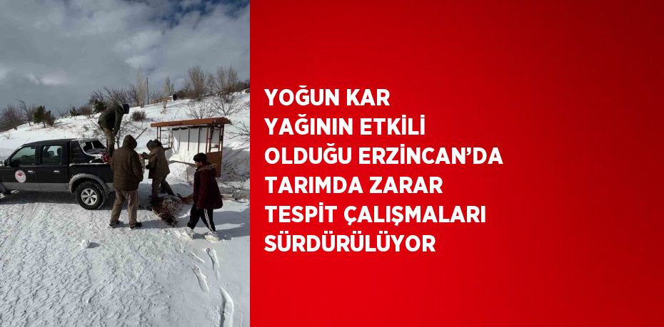 YOĞUN KAR YAĞININ ETKİLİ OLDUĞU ERZİNCAN’DA TARIMDA ZARAR TESPİT ÇALIŞMALARI SÜRDÜRÜLÜYOR