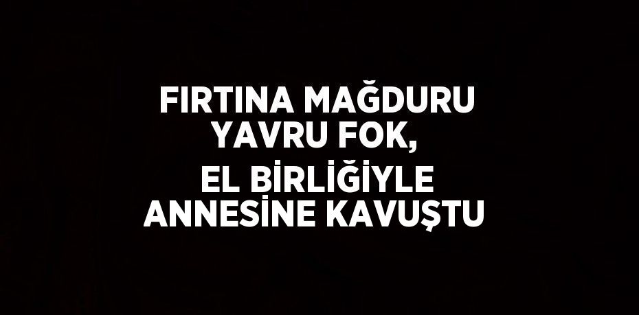 FIRTINA MAĞDURU YAVRU FOK, EL BİRLİĞİYLE ANNESİNE KAVUŞTU