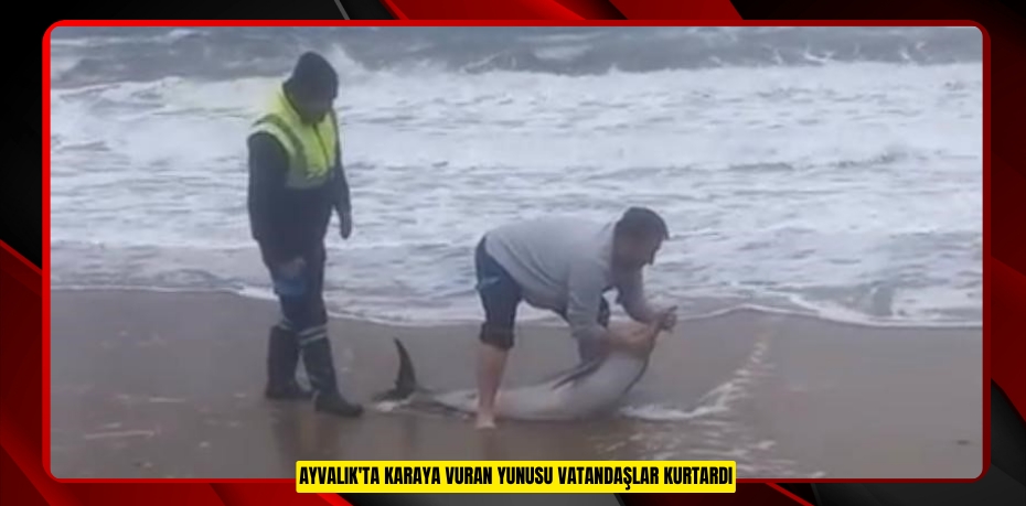 Ayvalık'ta karaya vuran yunusu vatandaşlar kurtardı