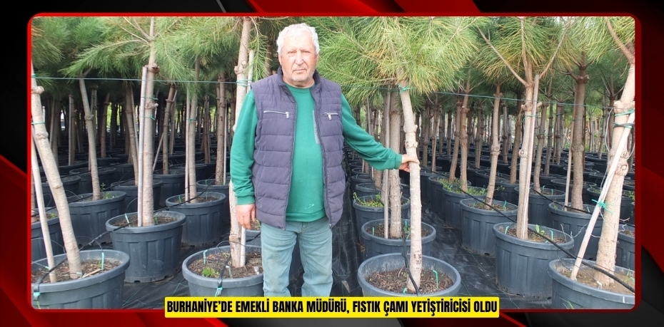 Burhaniye’de emekli banka müdürü, fıstık çamı yetiştiricisi oldu