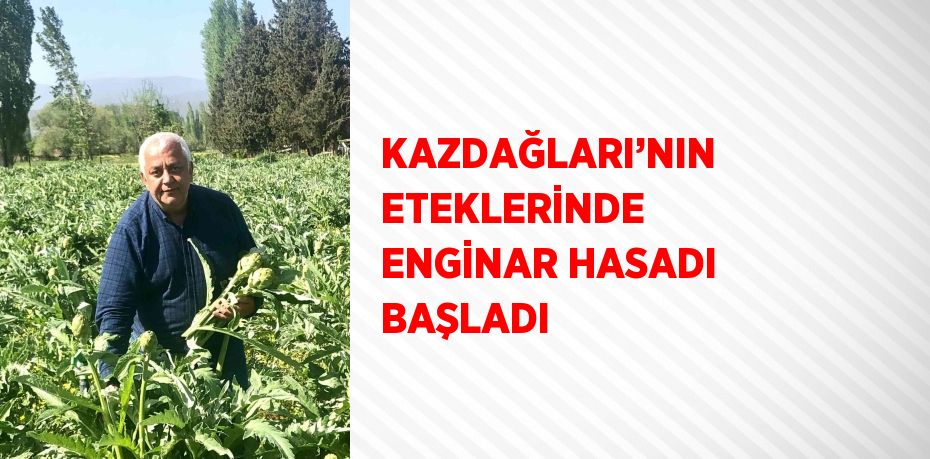 KAZDAĞLARI’NIN ETEKLERİNDE ENGİNAR HASADI BAŞLADI
