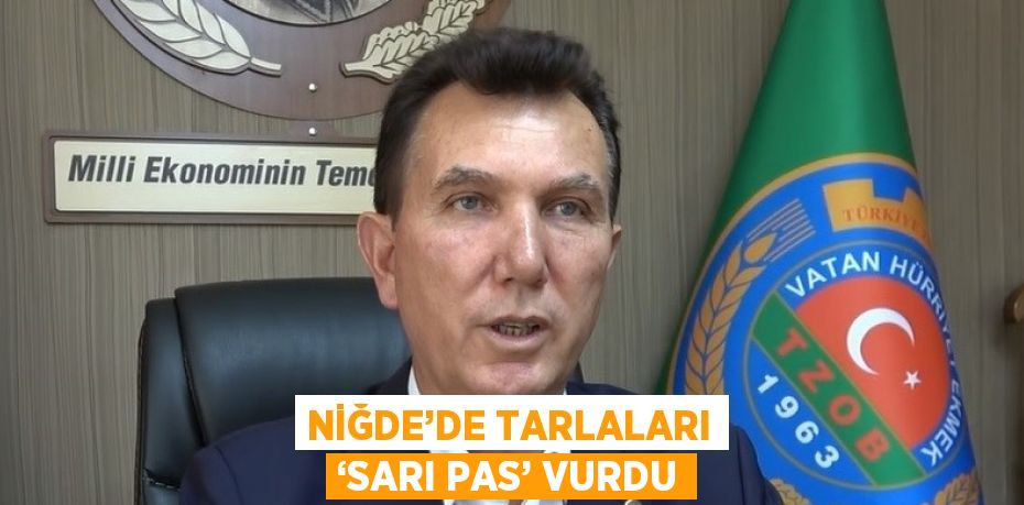 NİĞDE’DE TARLALARI ‘SARI PAS’ VURDU