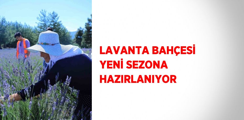 LAVANTA BAHÇESİ YENİ SEZONA HAZIRLANIYOR