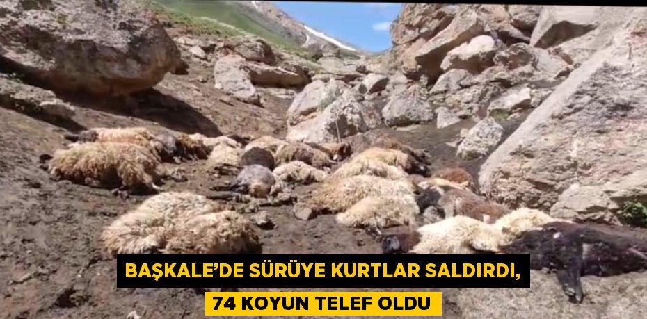 BAŞKALE’DE SÜRÜYE KURTLAR SALDIRDI, 74 KOYUN TELEF OLDU