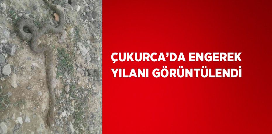 ÇUKURCA’DA ENGEREK YILANI GÖRÜNTÜLENDİ