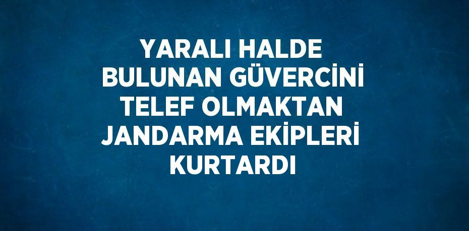 YARALI HALDE BULUNAN GÜVERCİNİ TELEF OLMAKTAN JANDARMA EKİPLERİ KURTARDI