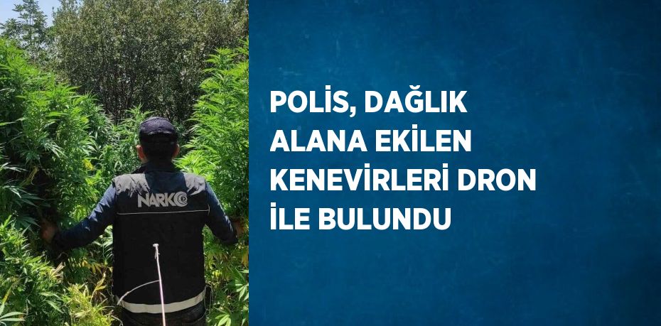 POLİS, DAĞLIK ALANA EKİLEN KENEVİRLERİ DRON İLE BULUNDU