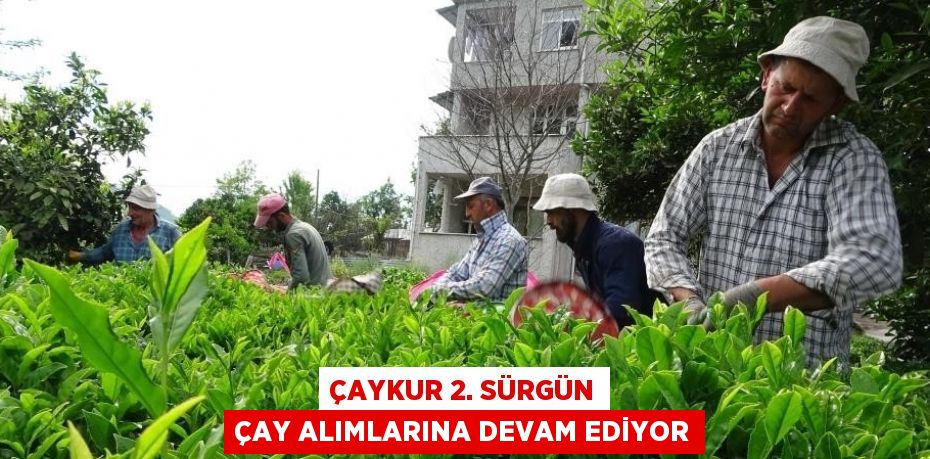 ÇAYKUR 2. SÜRGÜN ÇAY ALIMLARINA DEVAM EDİYOR