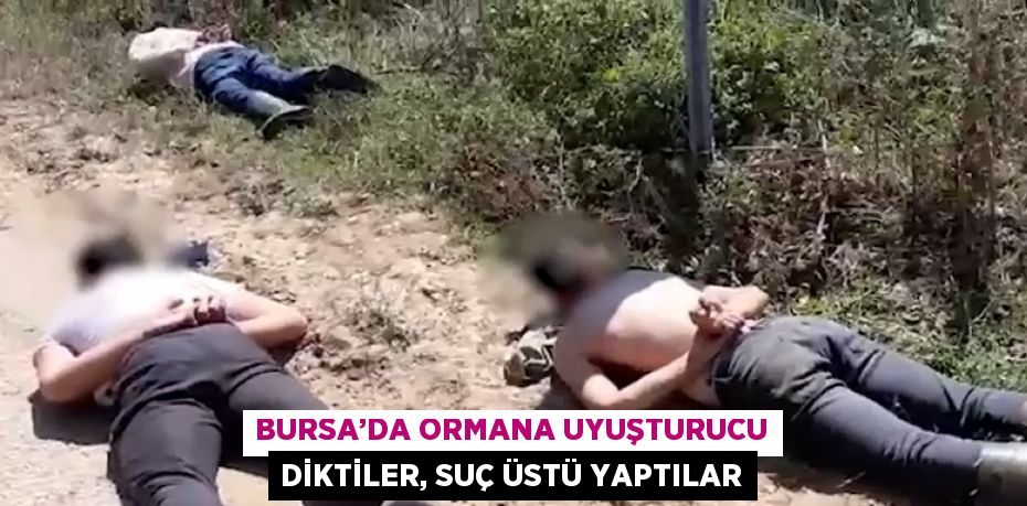 BURSA’DA ORMANA UYUŞTURUCU DİKTİLER, SUÇ ÜSTÜ YAPTILAR